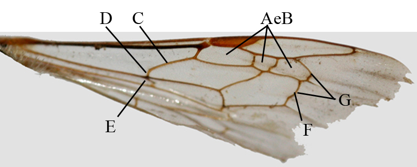 Nervatura alare degli imenotteri Apidae.